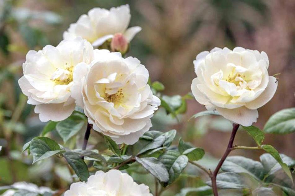 Sir David Beckham rose